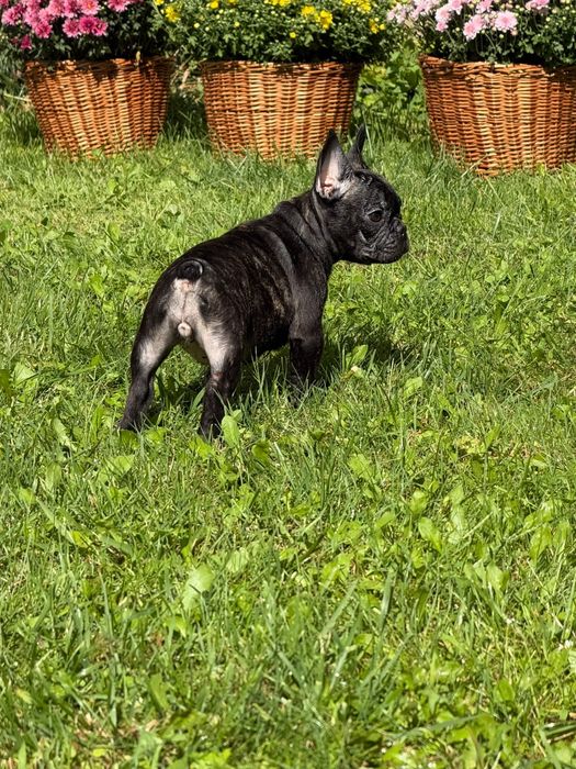Bulldog francez ce are nevoie de  dragoste