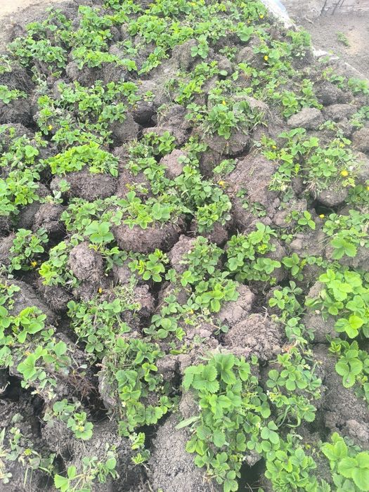 Клубника Құлпынай