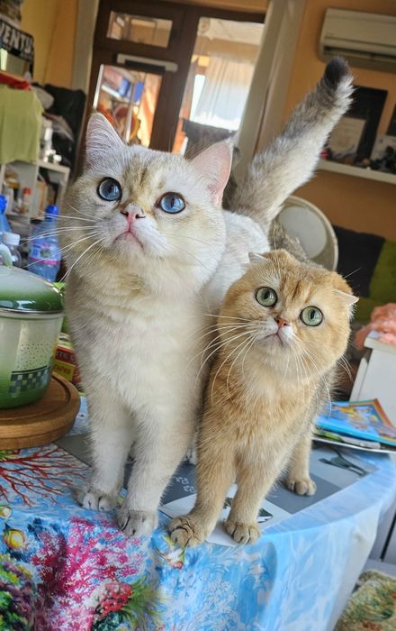 Британски котенца