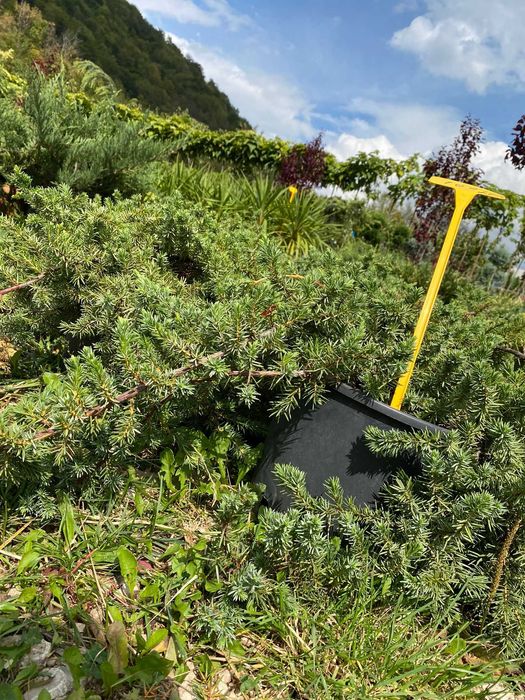 Plante Ornamentale pentru Curți Moderne – Livrare Gratuită