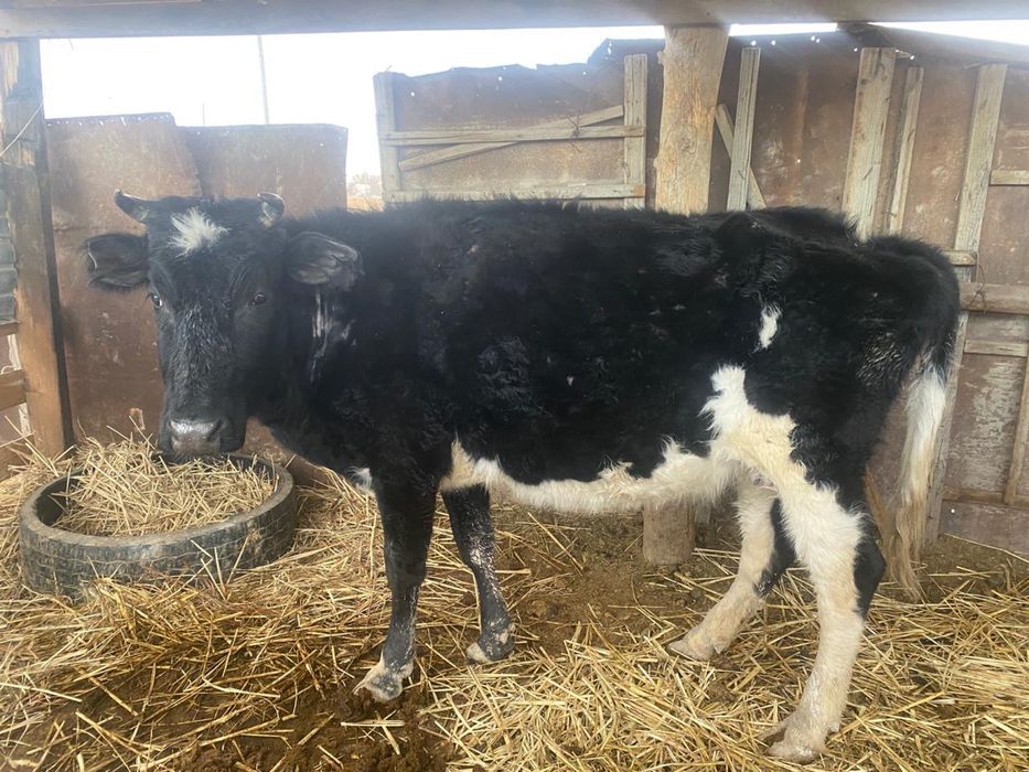 Сиырлар сатылады