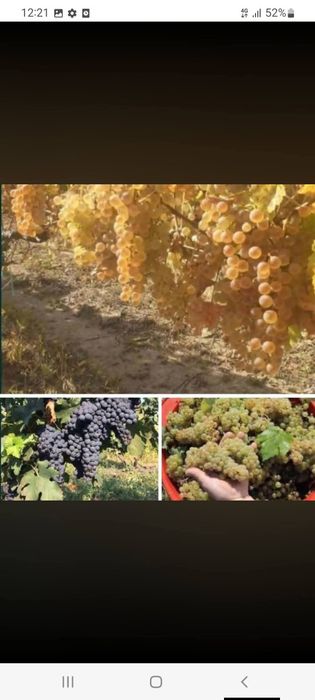 Vand struguri de vin toate soiurile cu transport la domiciliu