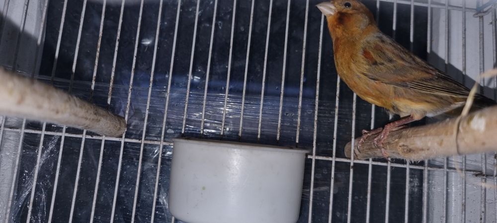 Канарейка  сотилади