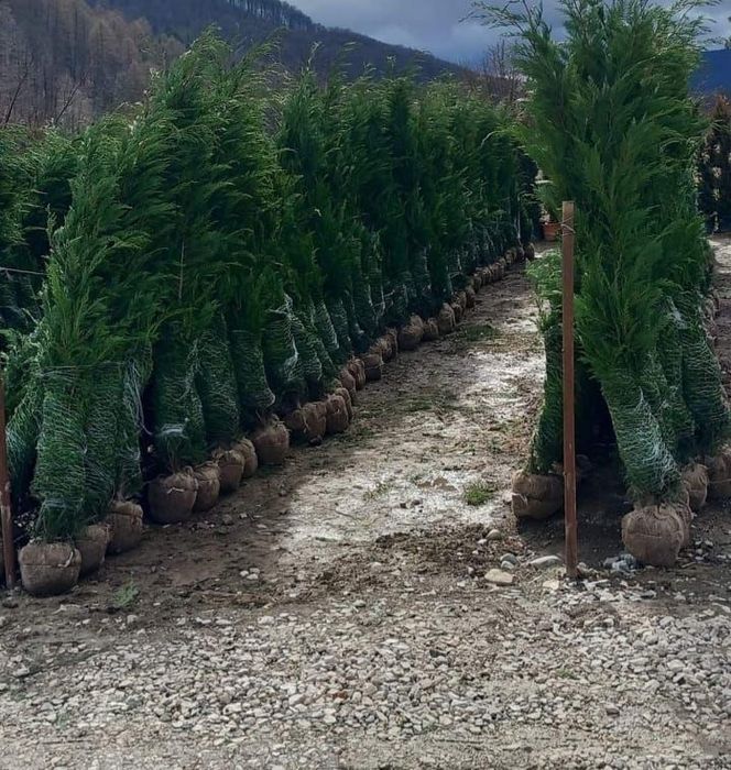 Tuia leylandii perfecta pentru curtea ta