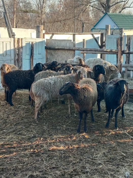 13овец + 6 ягнят доставка