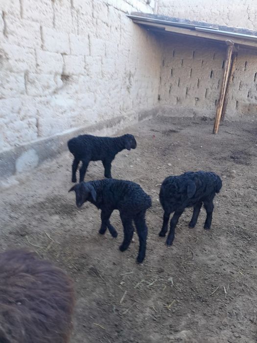 Қозылы қойлар буаз қой