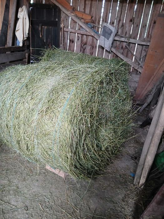 Baloți de lucernã