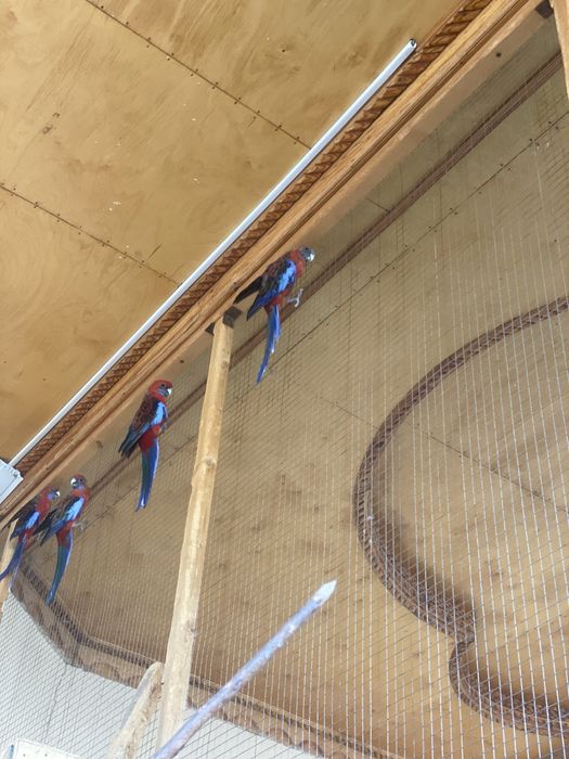 Pinant razella papugay sotiladi 150$ dan