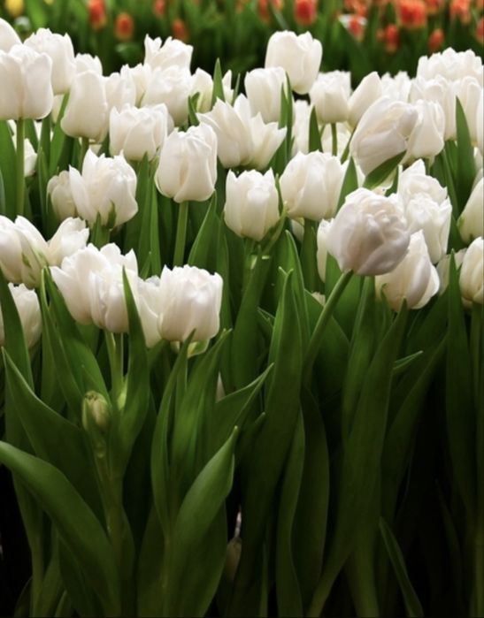 Тюльпаны сортовые