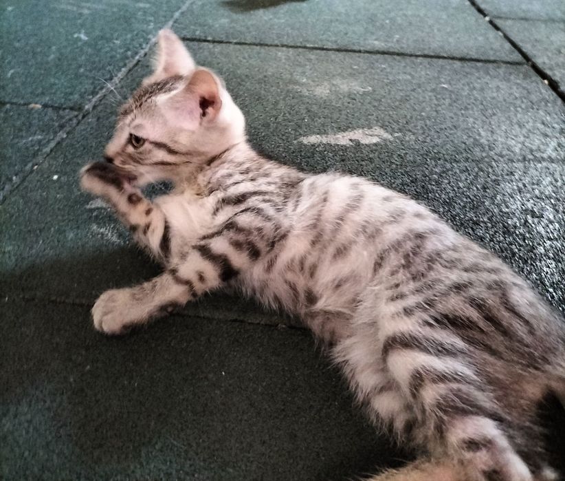 Отдам котенка БЕСПЛАТНО