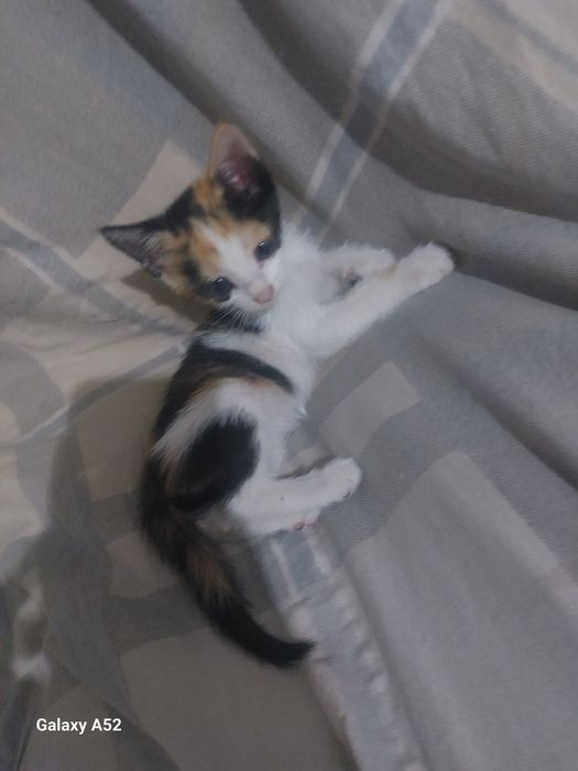 Xadiyaga Mushukchalar bor