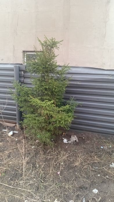 Продам елку и сосну