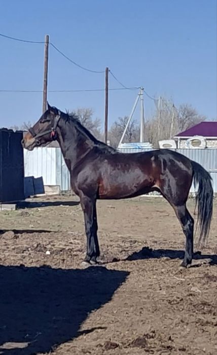 Продается иноходец, 4 года