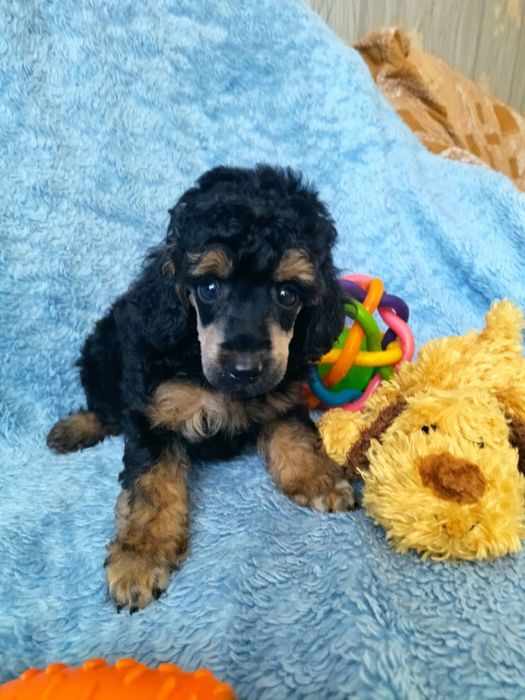 Малыши той пуделя