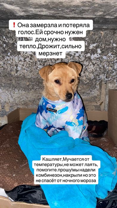 Отдам собаку в добрые руки