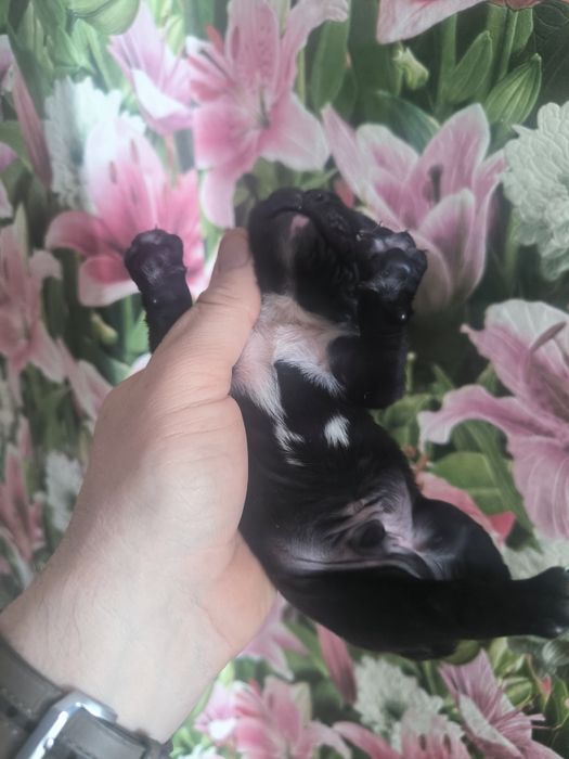 Щенки французики