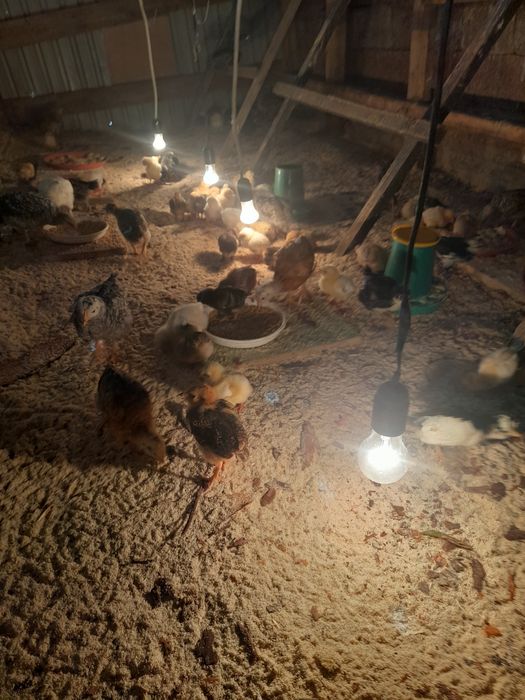 Шөжектер жүз шт.