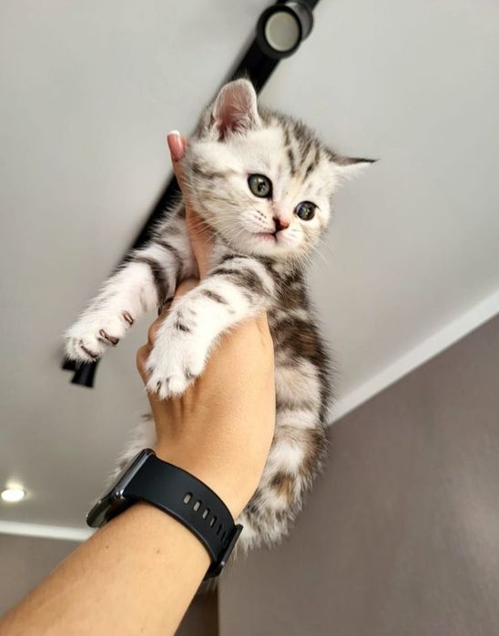 Скоттиш Фолд и Страйт.