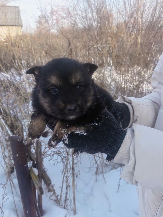 Шикарные щенки!!!