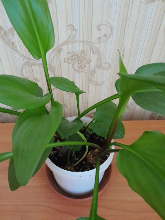 Комнатный цветок "Дримиопсис" продам