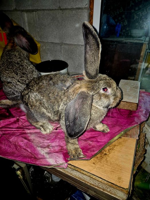 Хубави зайци за разплод и клане