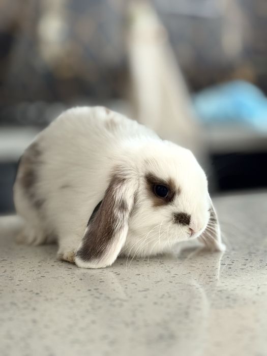 QUYON KARLIK . Кролик Карликовый