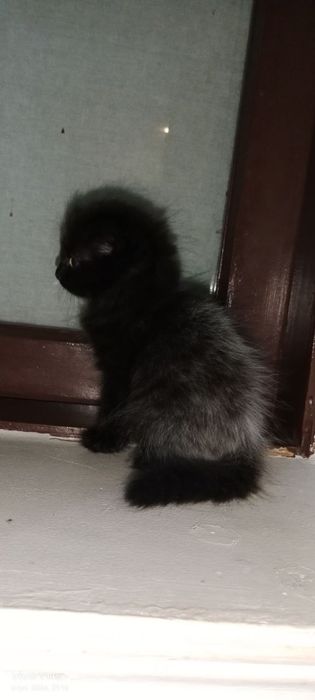 Zottor mushukcha