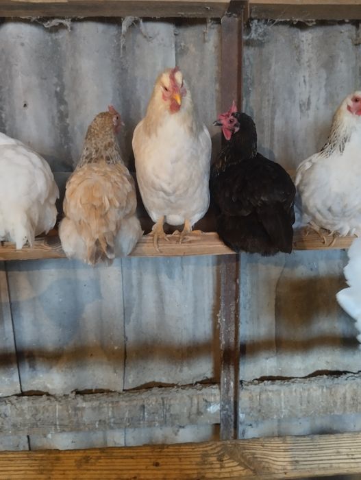 Цыплята домашние недельные