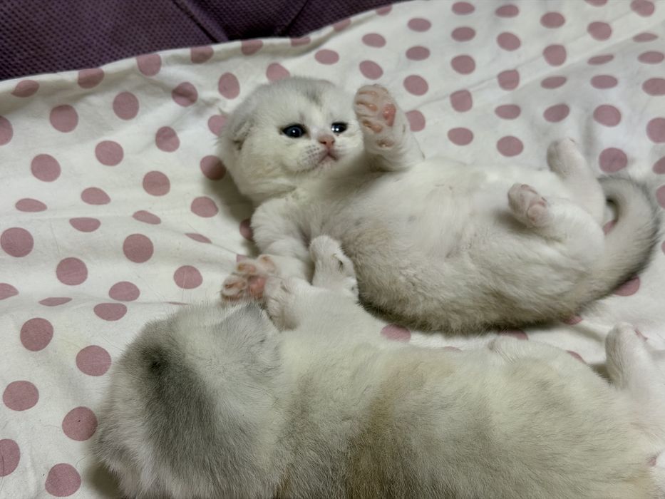 Шотланский Скоттиш Фолд! Колорная Шиншилла!