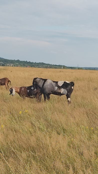 Țap Anglo-Nubian cu pedigree varsta 2+ ani