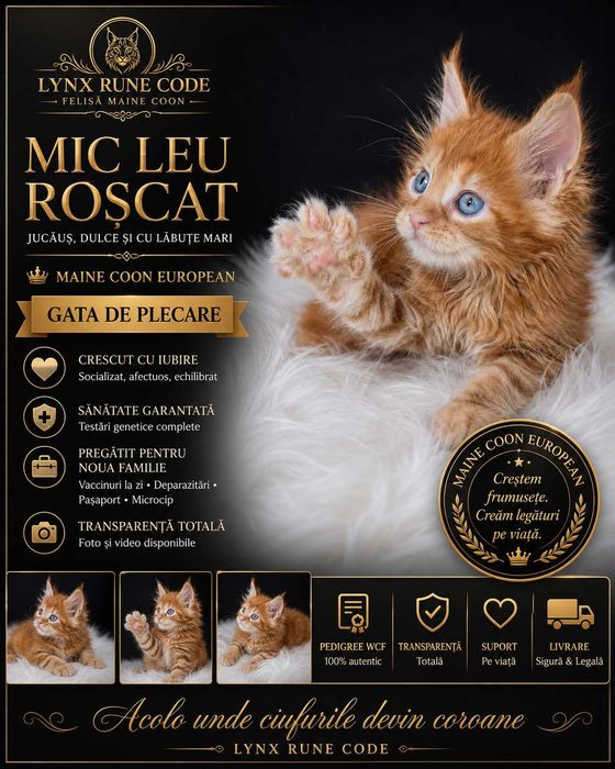 Mic leu roșcat, jucăuș, dulce și cu lăbuțe mari. Maine Coon European | Lynx Rune Code — Acolo unde ciufurile devin coroane