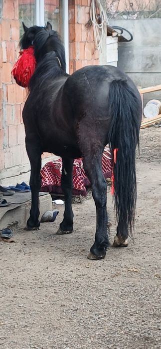 Vând 3 manji cuminți