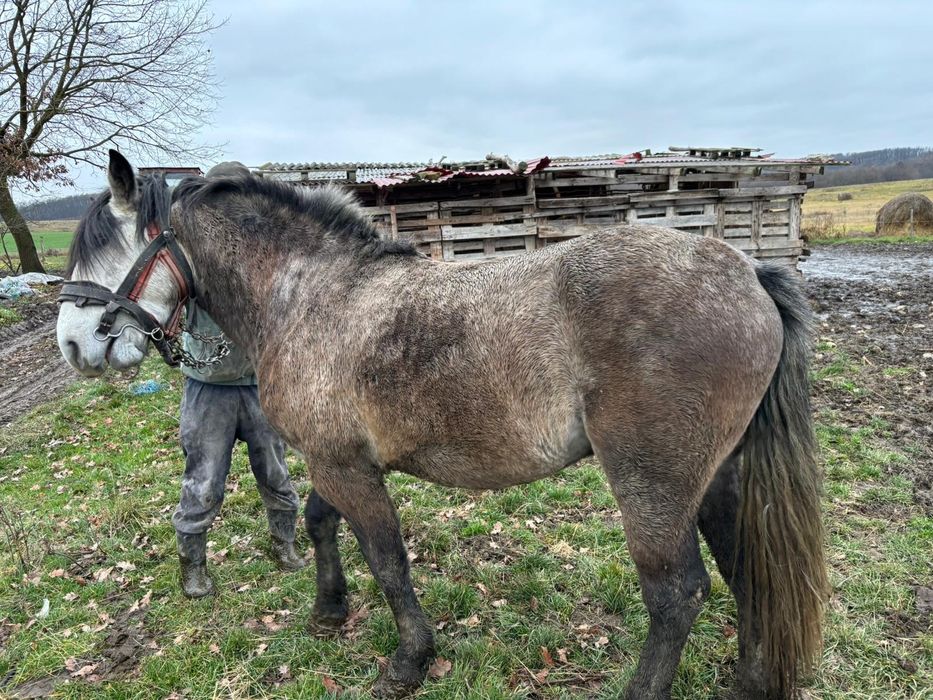 Manz de vânzare !!!