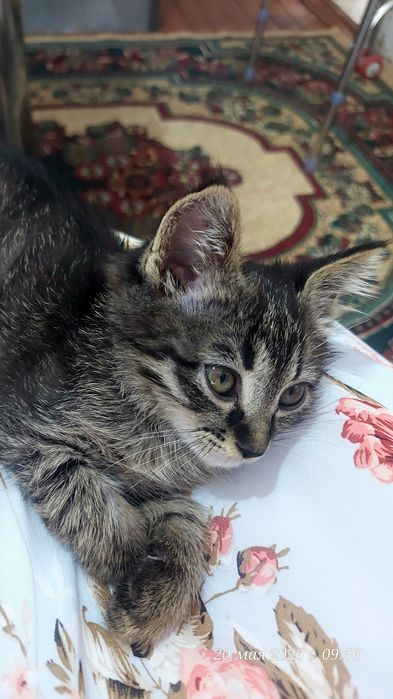 Игривые и милые котята