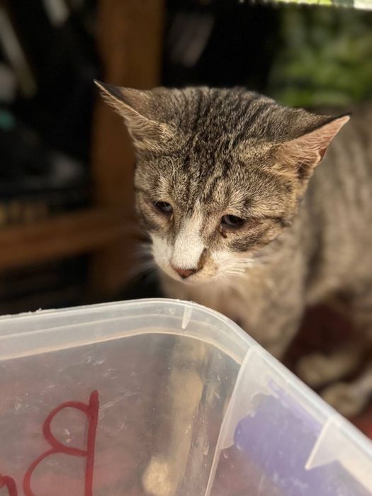 Пристройство животных