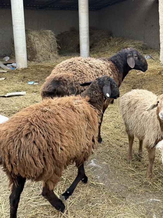 Тоқты 8 айдан асқан