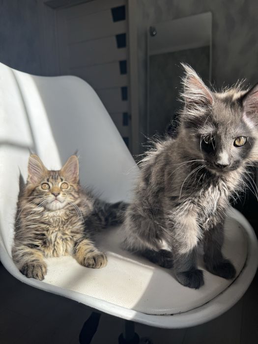 Котята породы Мэйн-кун