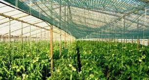 PLASA 35%UMBRIRE/Protectie 5x50m=417lei;6x50m=500lei,8x50m=735lei;UV