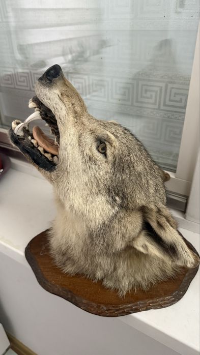 настенная голова Волка