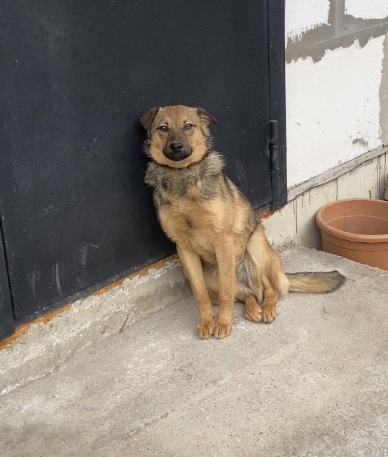 Отдам собаку в добрые и ответственные руки