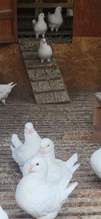 Kingi albi de vanzare