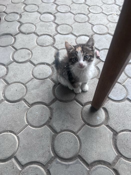Отдам котенка, девочка