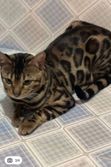 Бенгальский кот чисто кровный