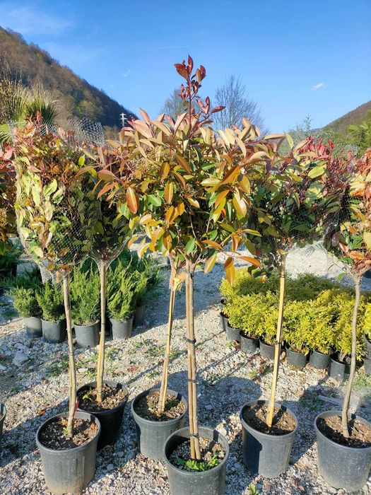 Photinia Gard viu
