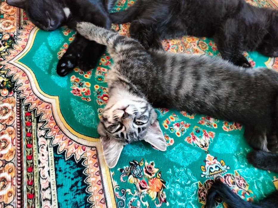 Котята бесплатно