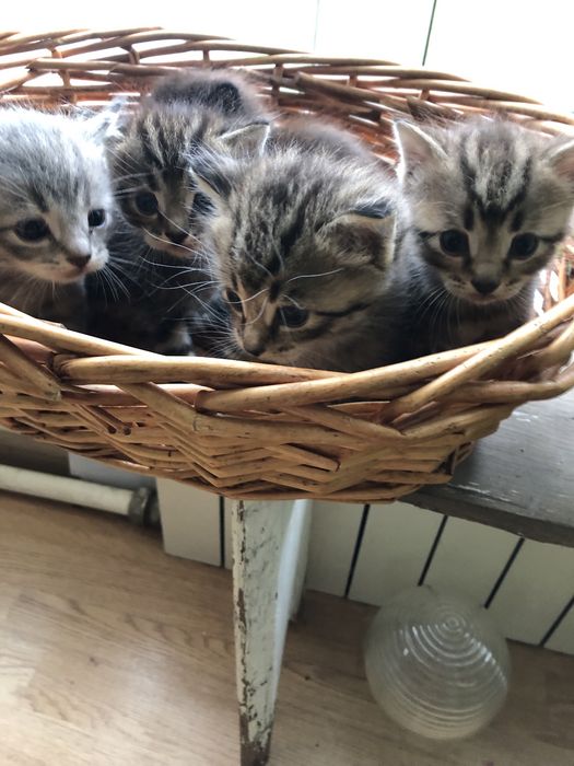 Котята в добрые руки