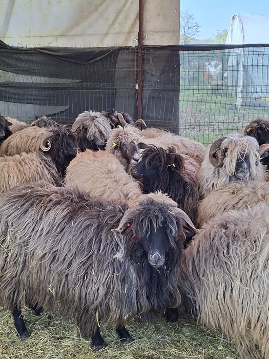 Vând 21 de oi și 3 berbeci