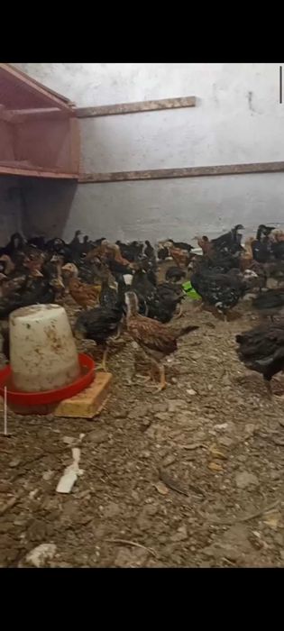 Иддиич3679тш им России ишошпо