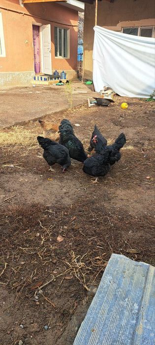 Хороз товула сотилади