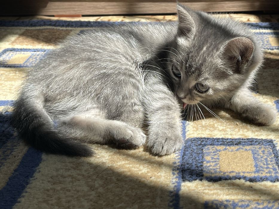 Котенок ,девочка,!